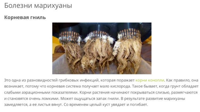 Гниль