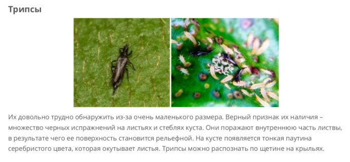 Трипсы