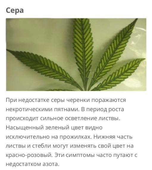 Сера