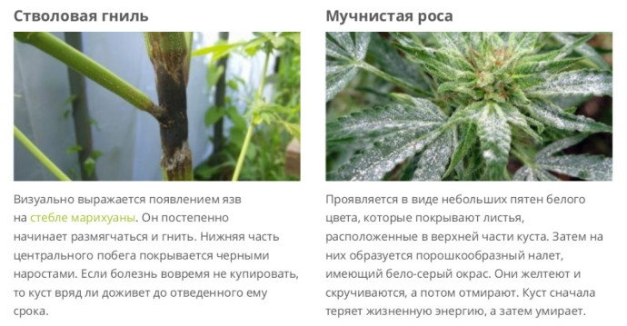 Роса