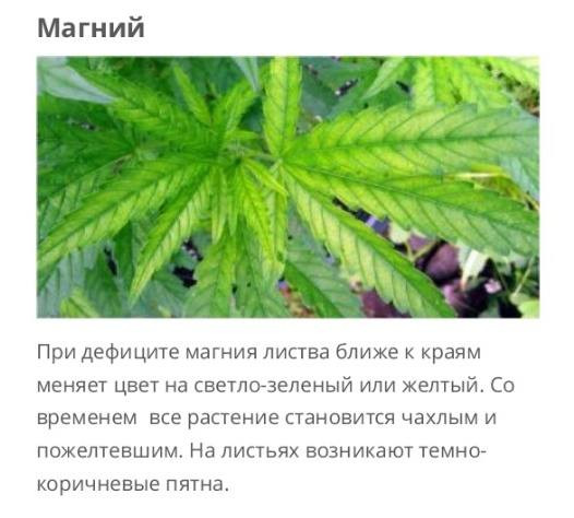 -Магний