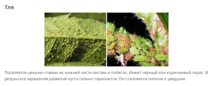 Тля