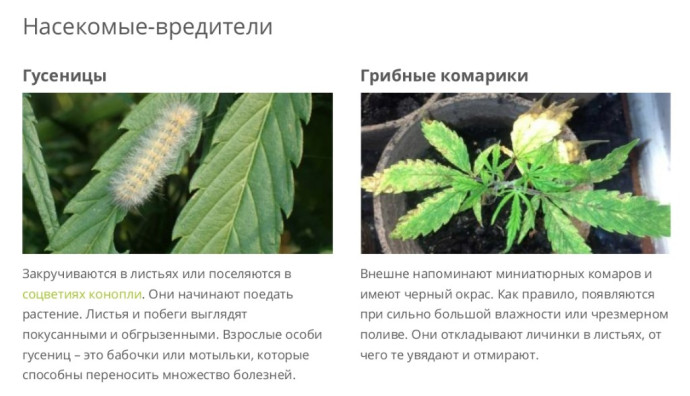Гусеницы