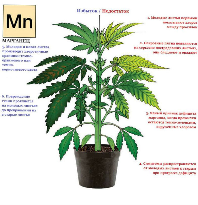 Mn (марганец)