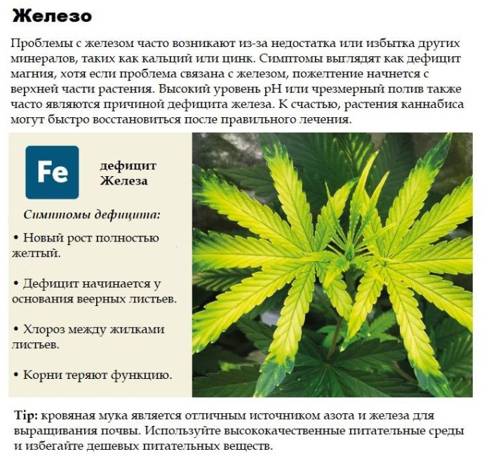 Железо