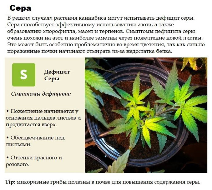 СЕРА