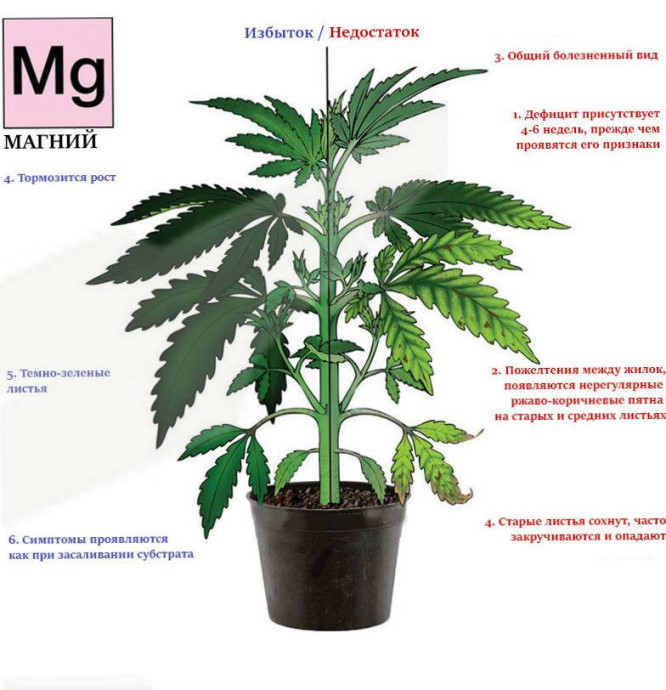 Magnesium