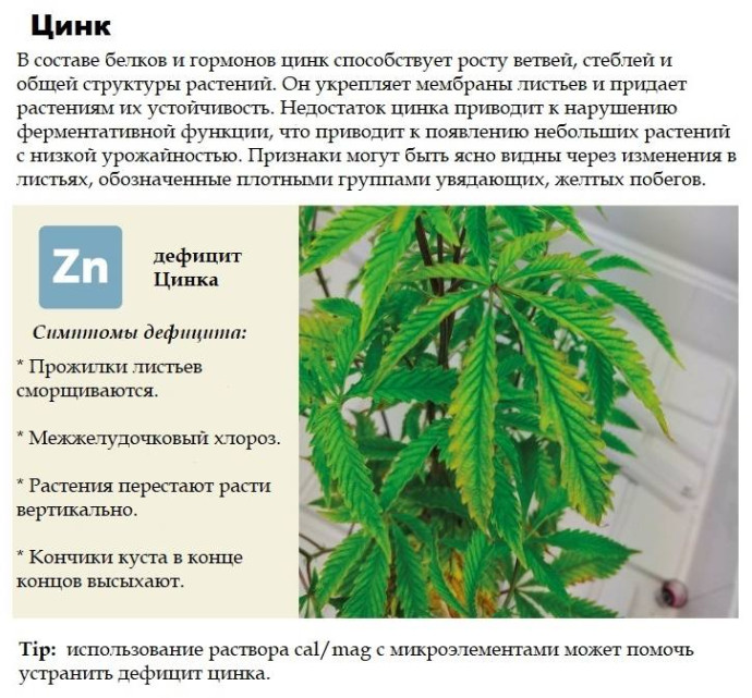 Цинк