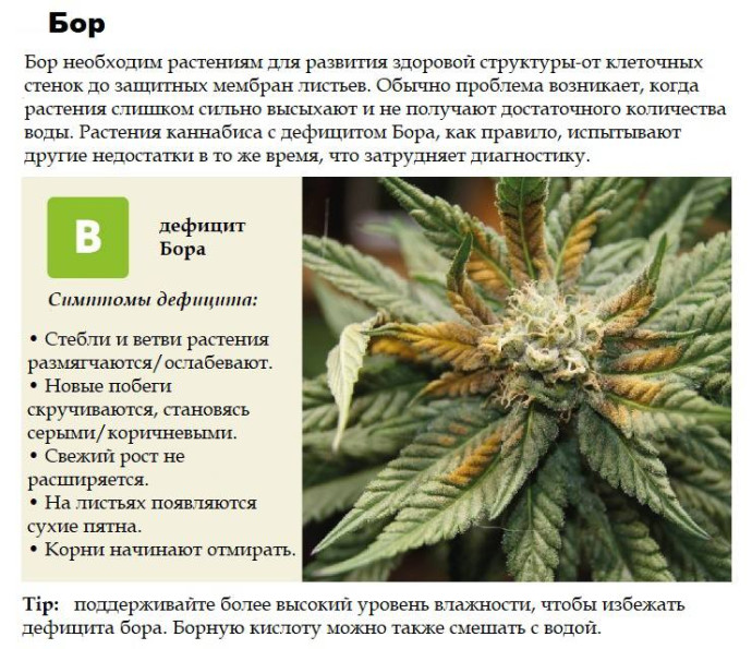 Бор