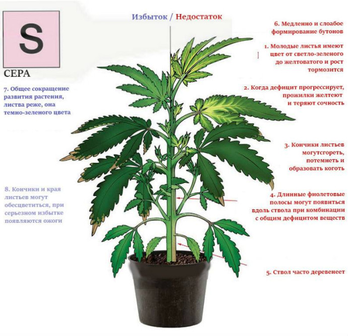 Сера (S)