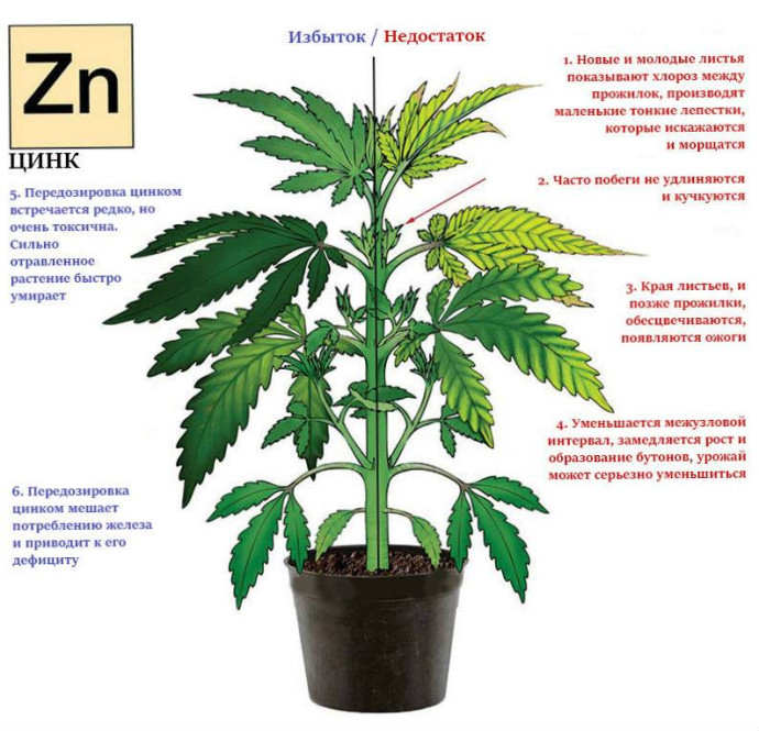 Zn