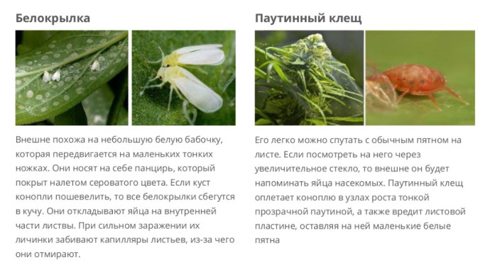 Клещ