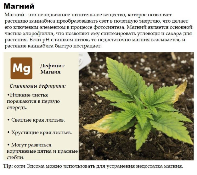 Магний
