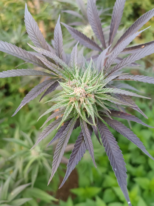 a5e89676
