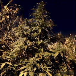 Многолистка