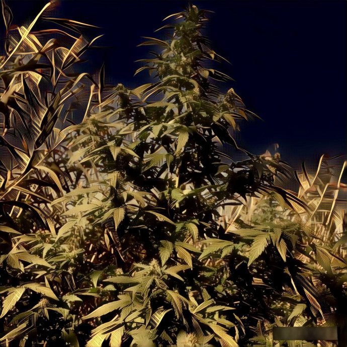 Многолистка